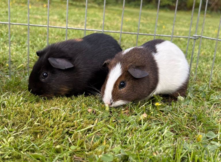 Guinea pig Boys 