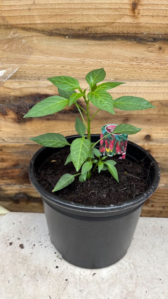Hot Apaches Chilli plant 