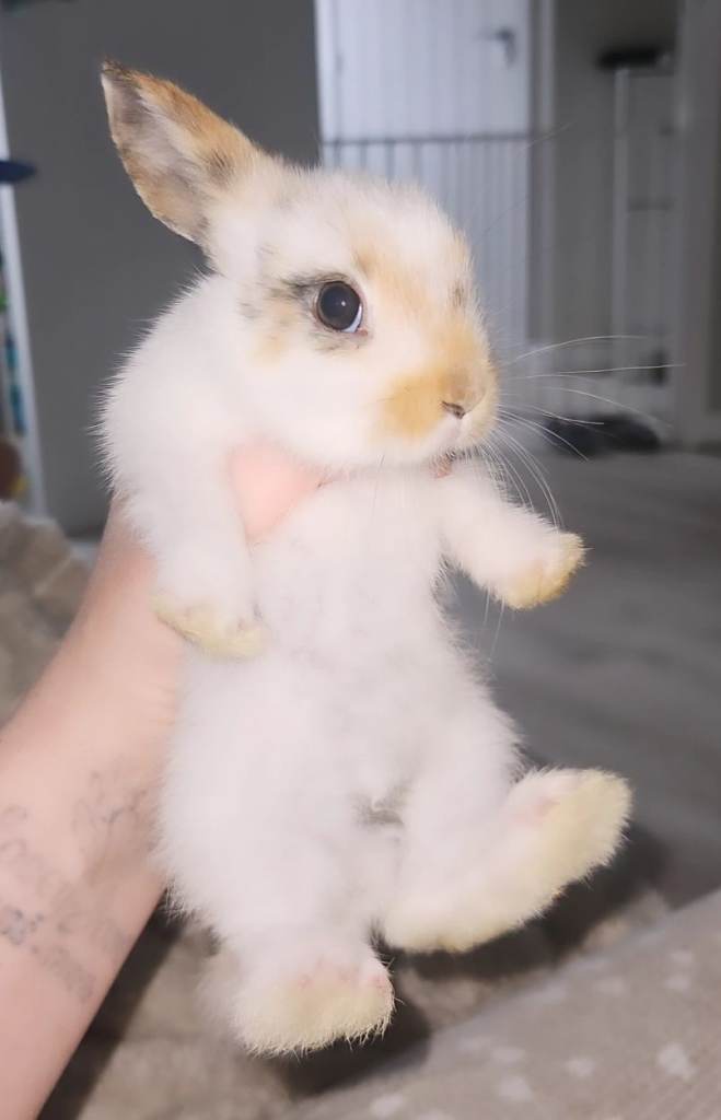 Beautiful baby bunnies READY NOW