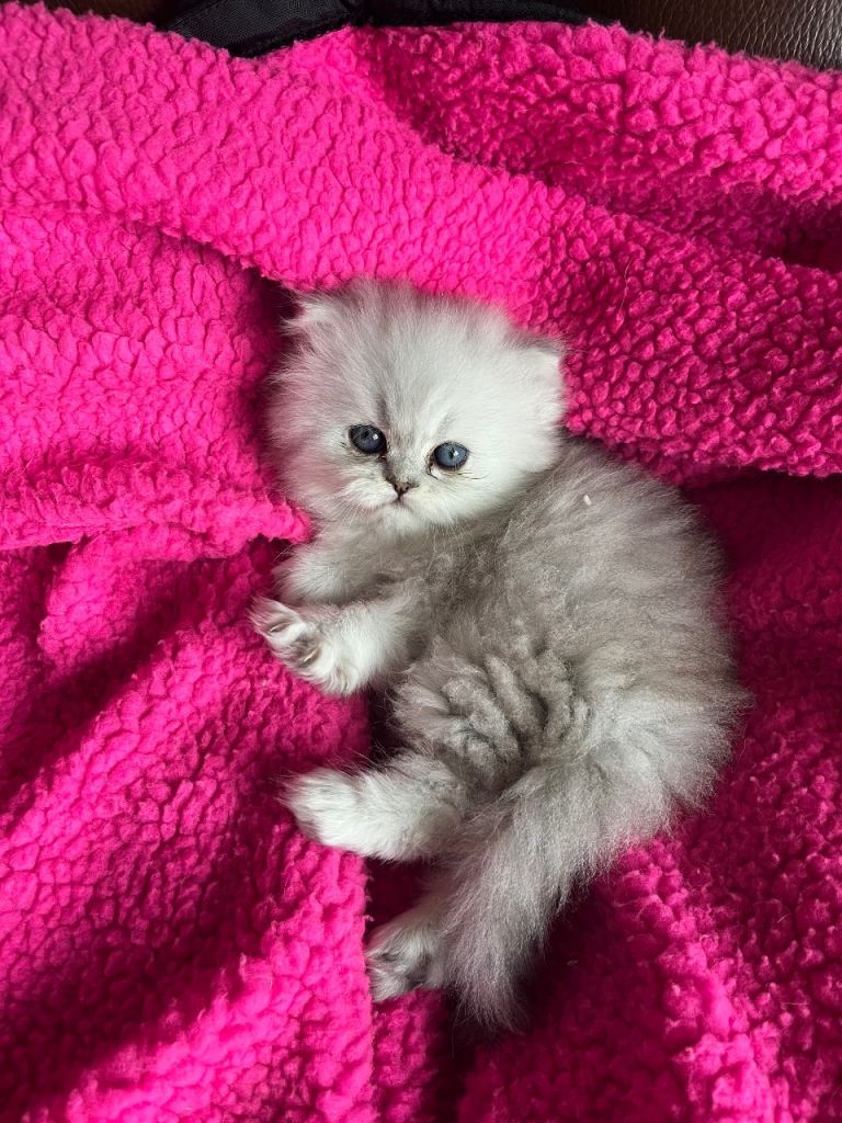 RESERVERED Persian chinchilla female 