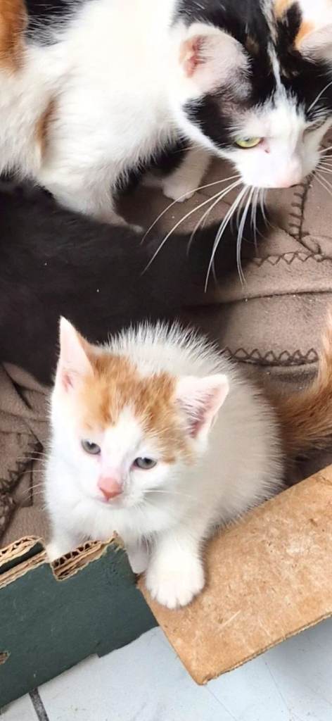 Kitten 1 Ginger And White Boy