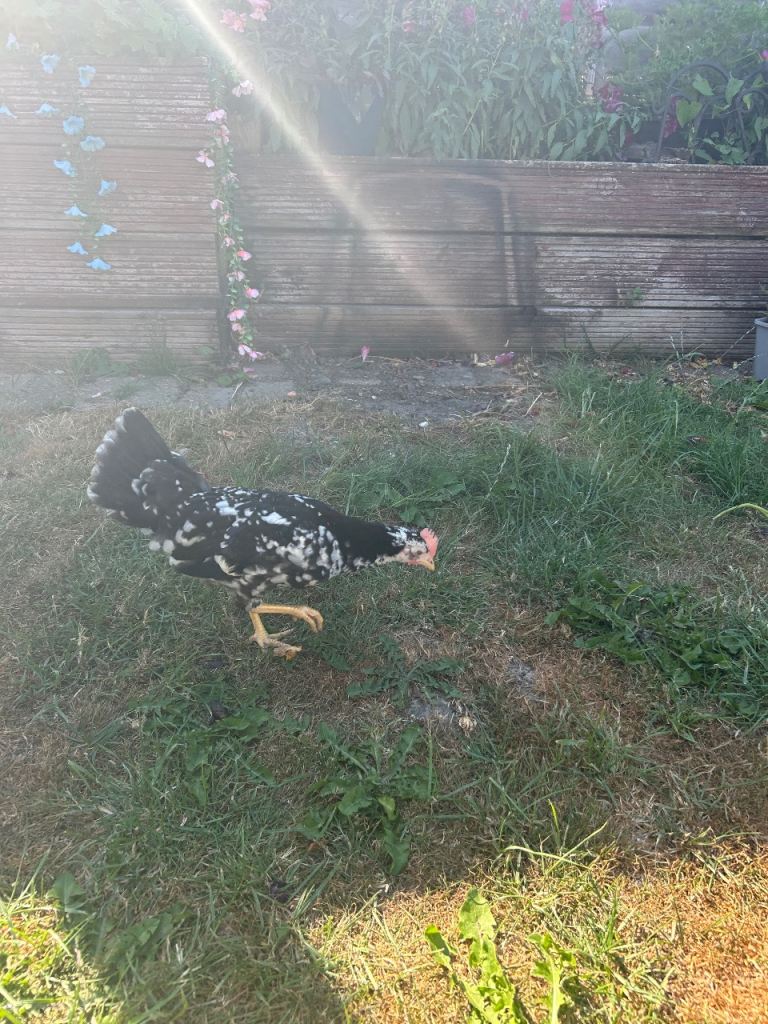 Chickens