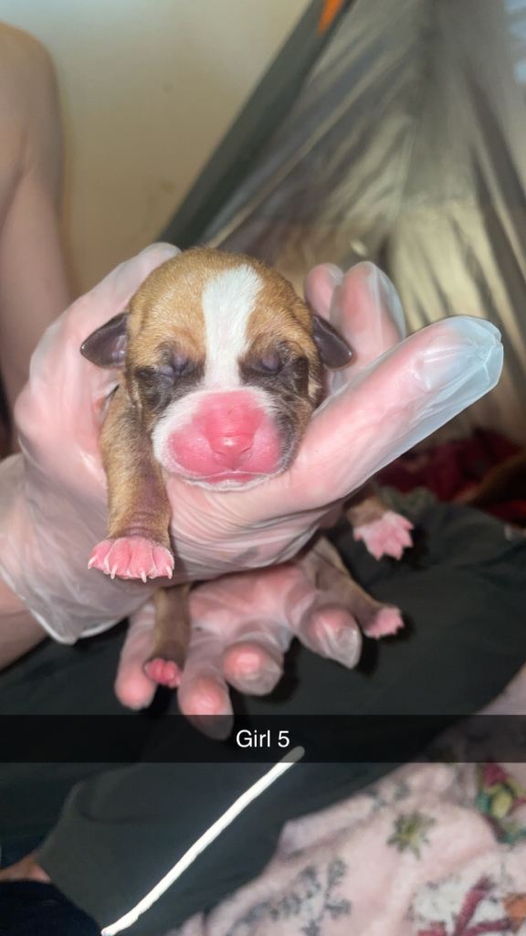 American bully x American bulldog