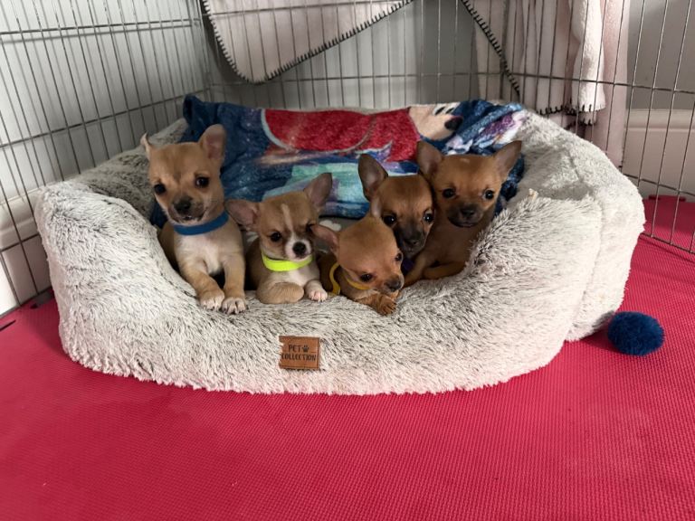 Pomchi puppies 