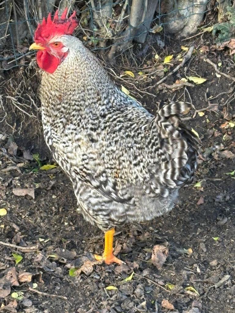 3 Healthy 6-Month-Old Male Barred Plymouth Rock  (Cockerels)