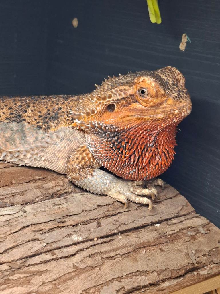 Bearded dragon