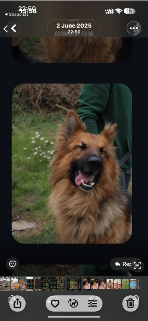 2 German shepherd dogs