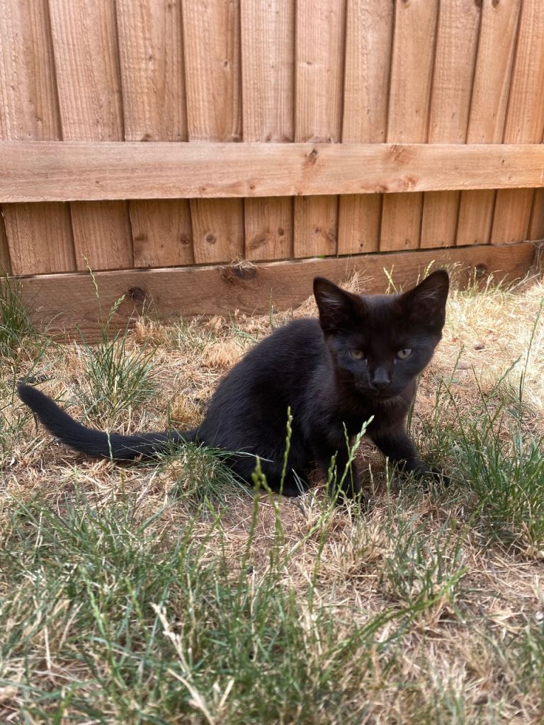 Kitten 