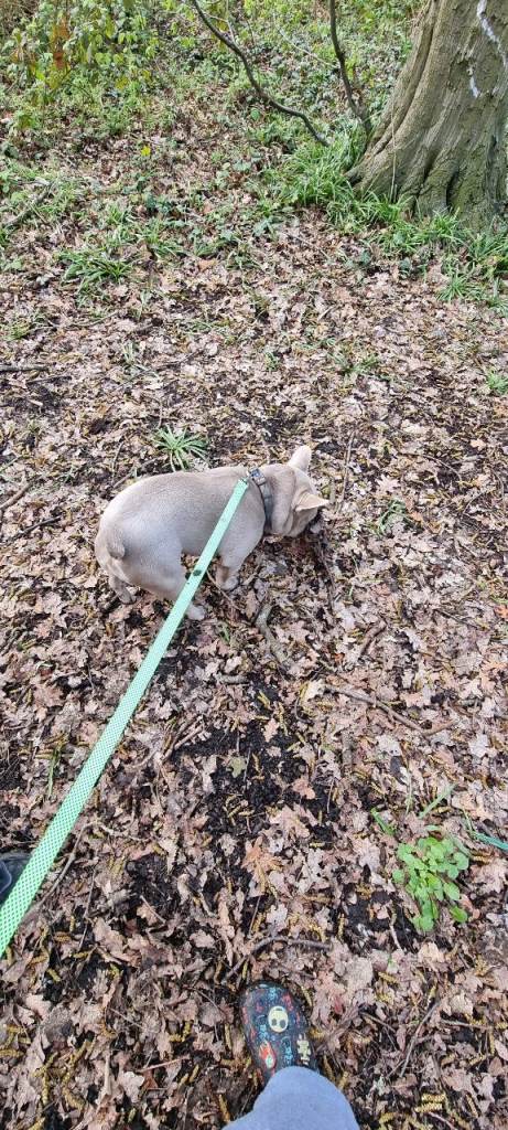 Lilac French bulldog