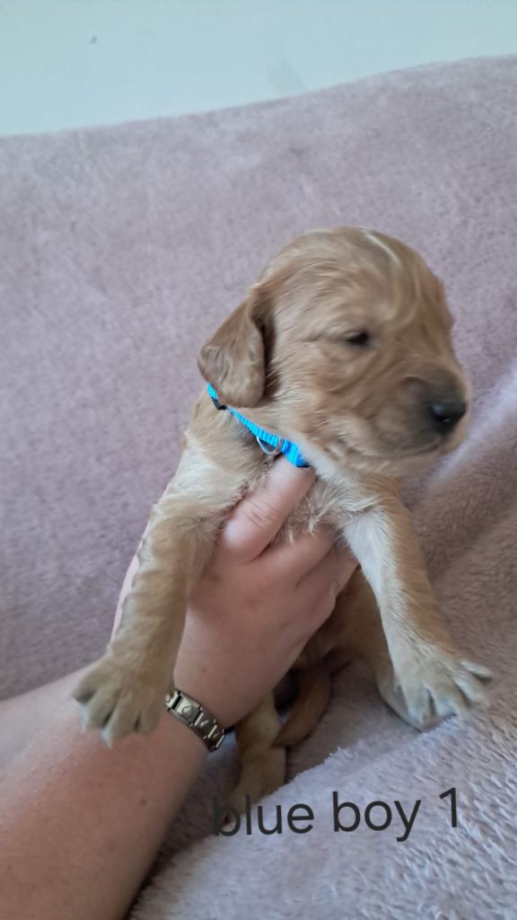 Cockerpoo puppies