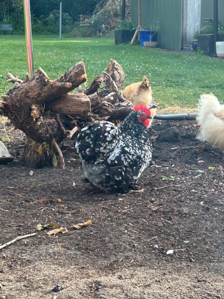 Bantum Chickens x 2