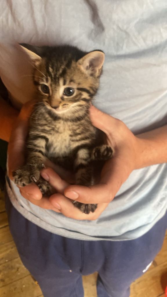 Kittens for sale with Mum cat
