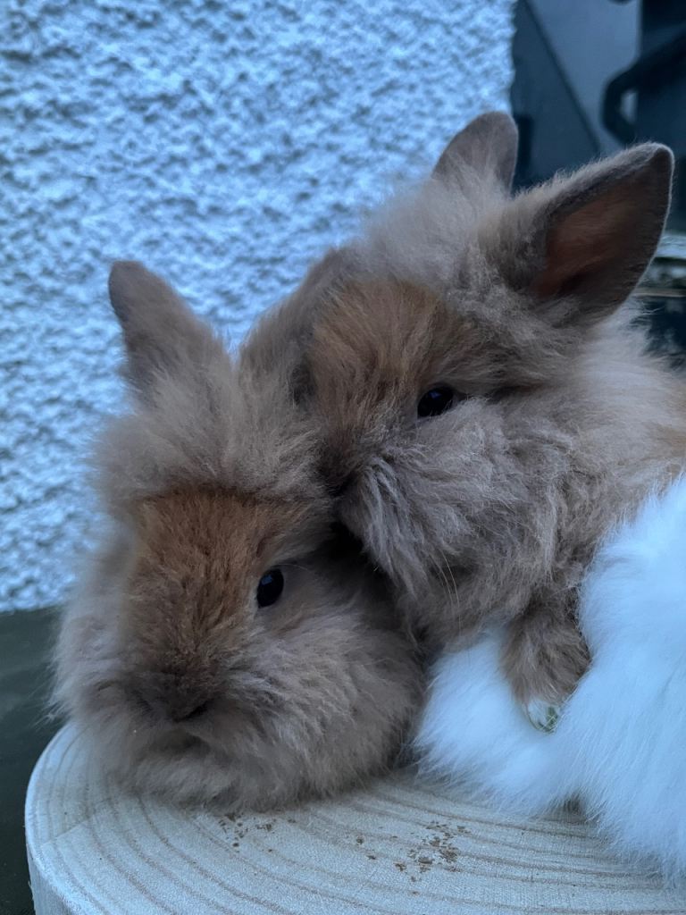 Lionhead Rabbits