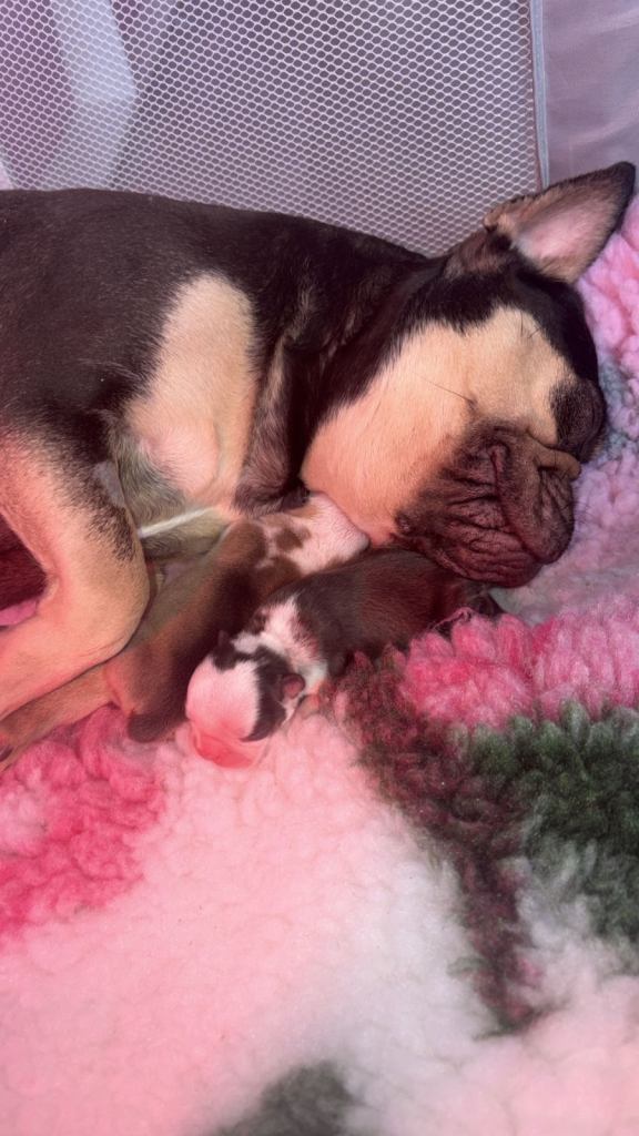 2x male French bulldogs 