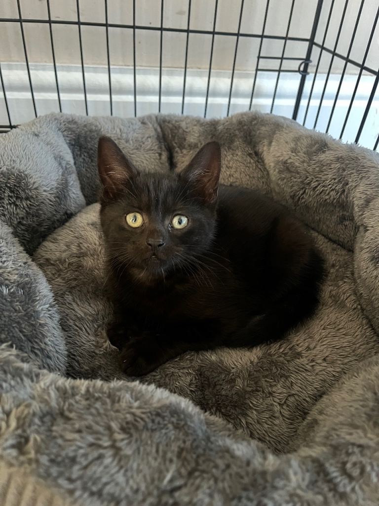 One Lovely Kitten