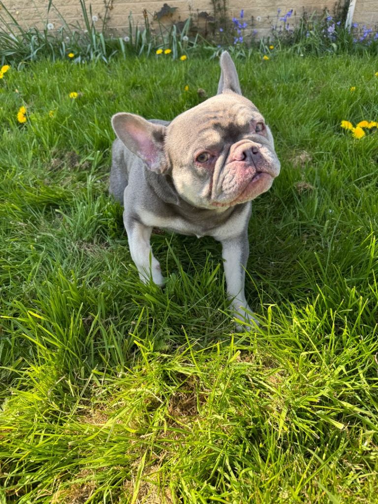 French bulldog (adult)