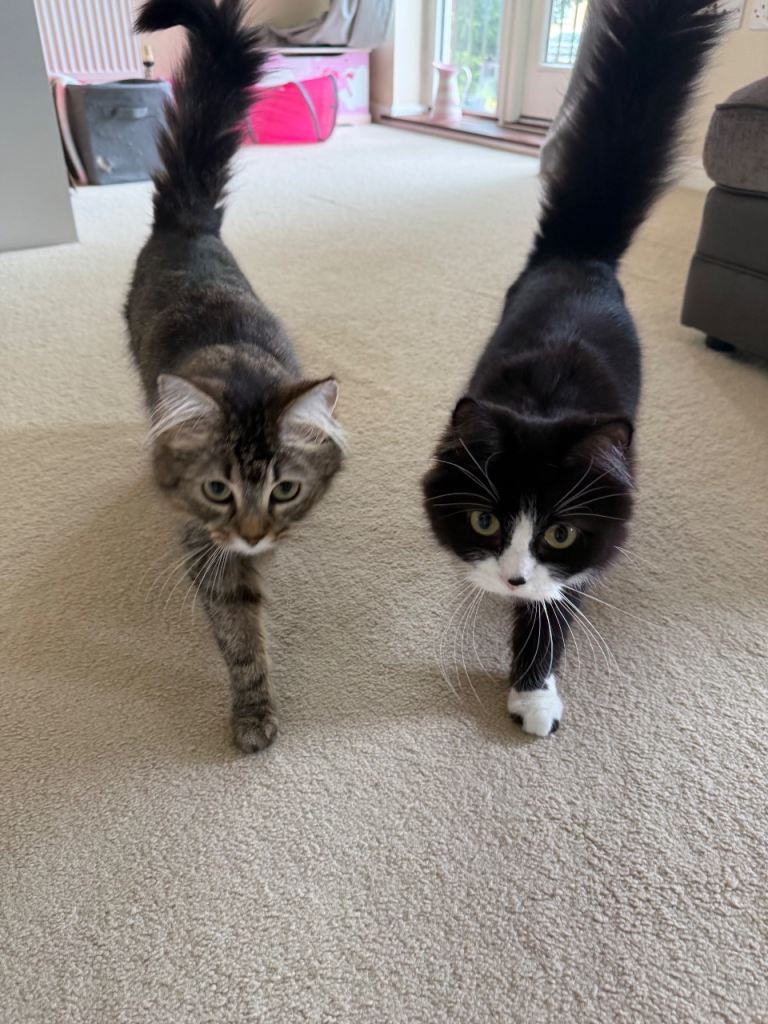 Two beautiful grey & black rag doll cross girls. 
