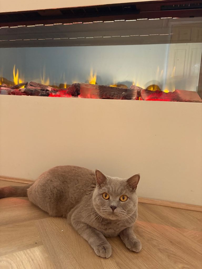 Male British Shorthair Cat