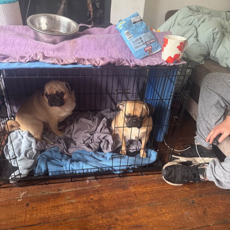 Pedigree pugs