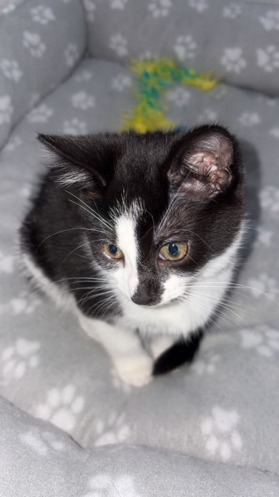 2 Kittens Needing Forever Homes ASAP Male + Female