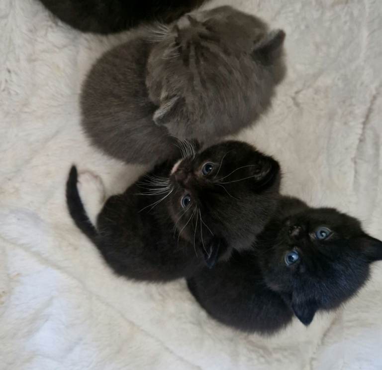 4 British short hair mix with domestic kittens 
