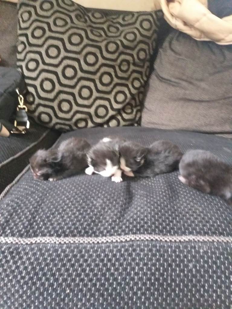 4 kittens for sale