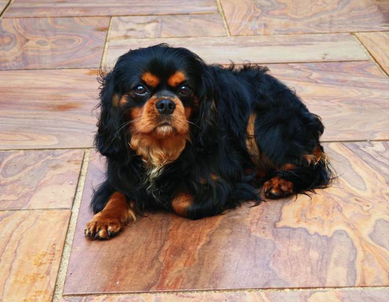 KC reg Cavalier Male 