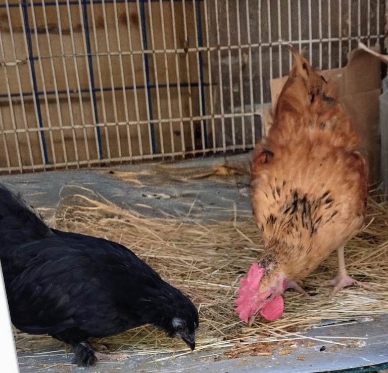 Chicken 