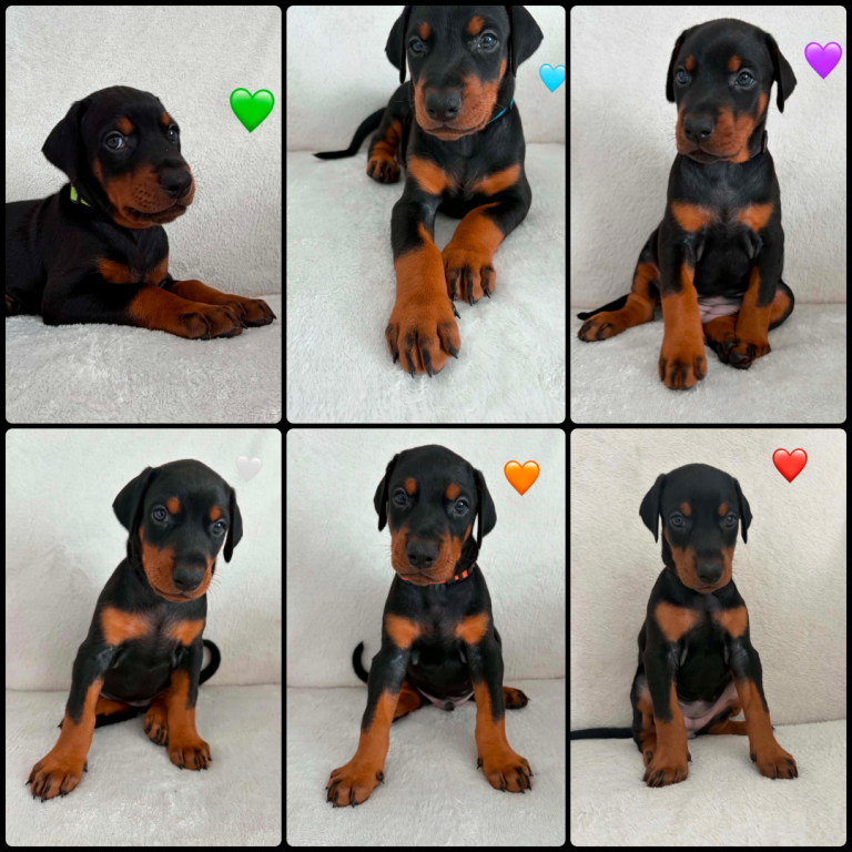 *Doberman puppies KC Registered*