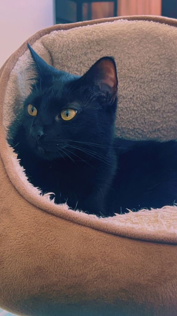 Hela is looking for new home