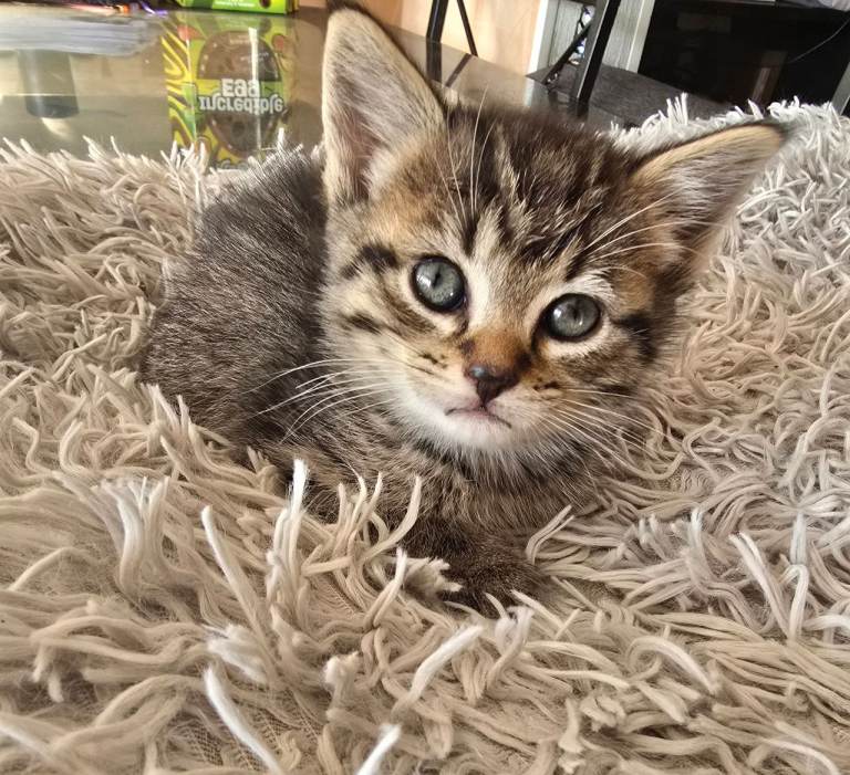 Kittens ready for their forever home. 