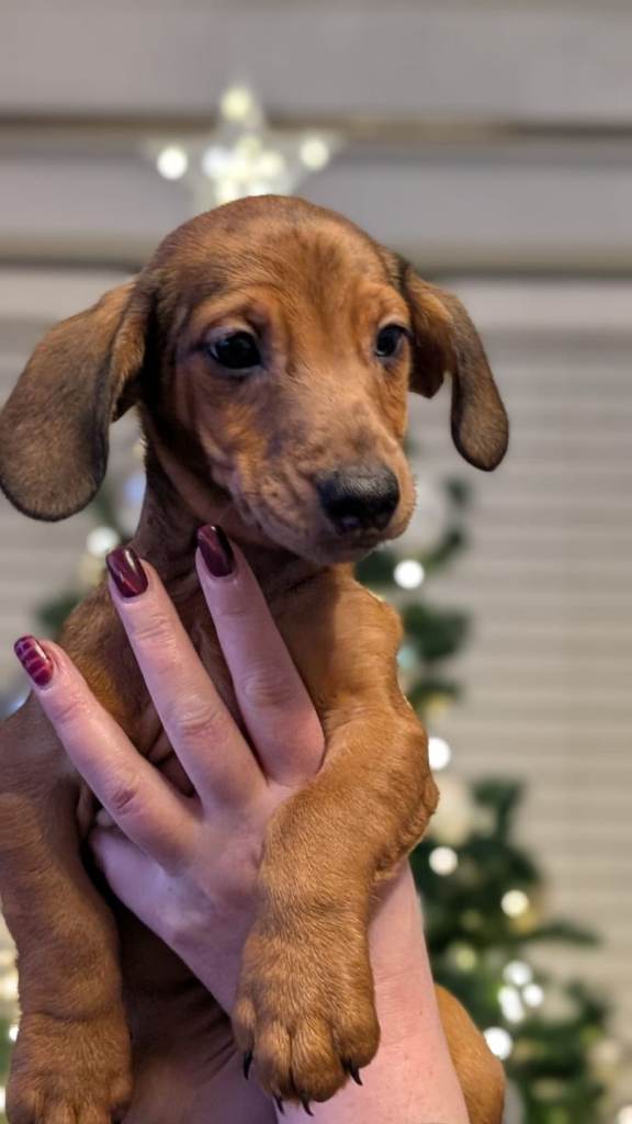 Dachshund puppies