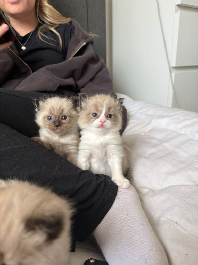 Purebred Ragdoll kittens