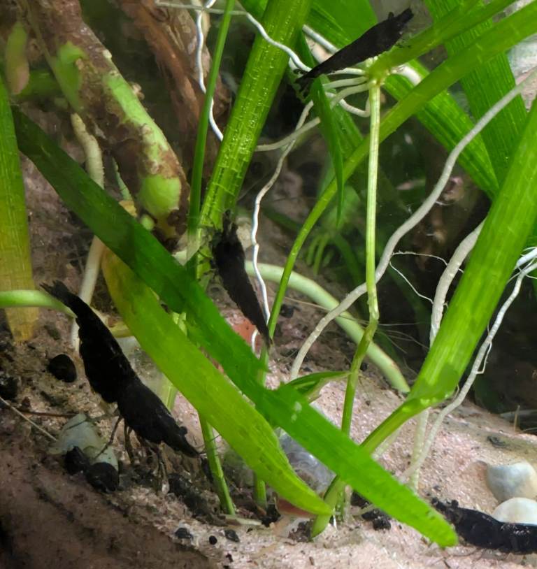 Neocaridina Black Rose Shrimp X5