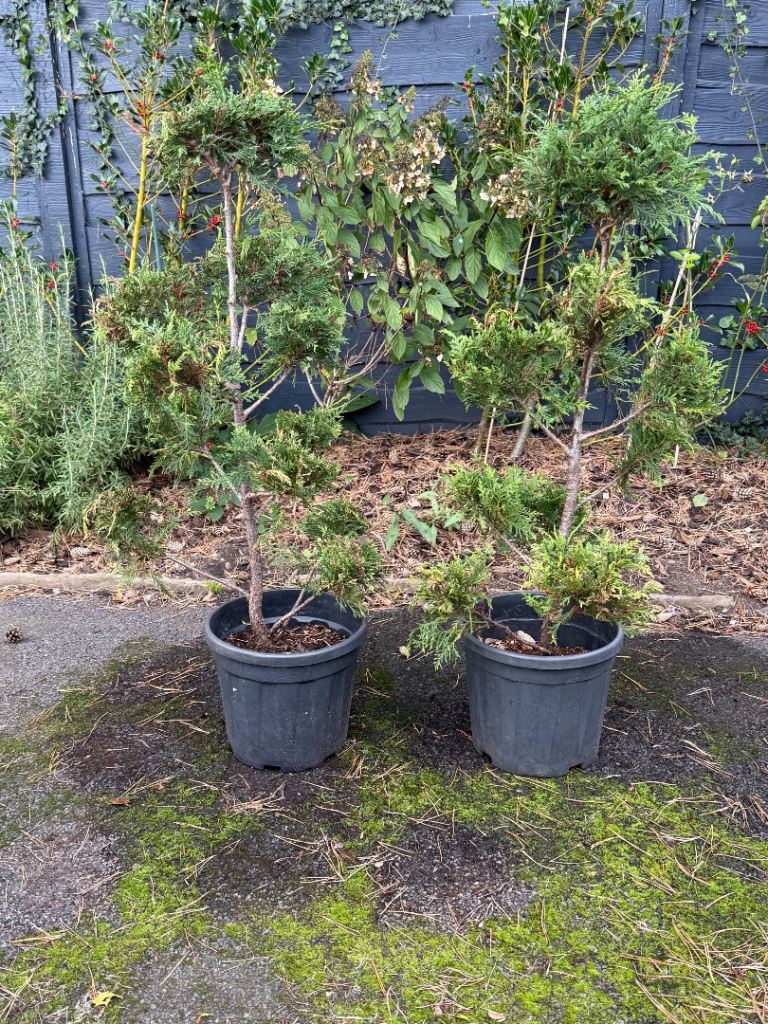 Cloud trees and spiral £35 each 