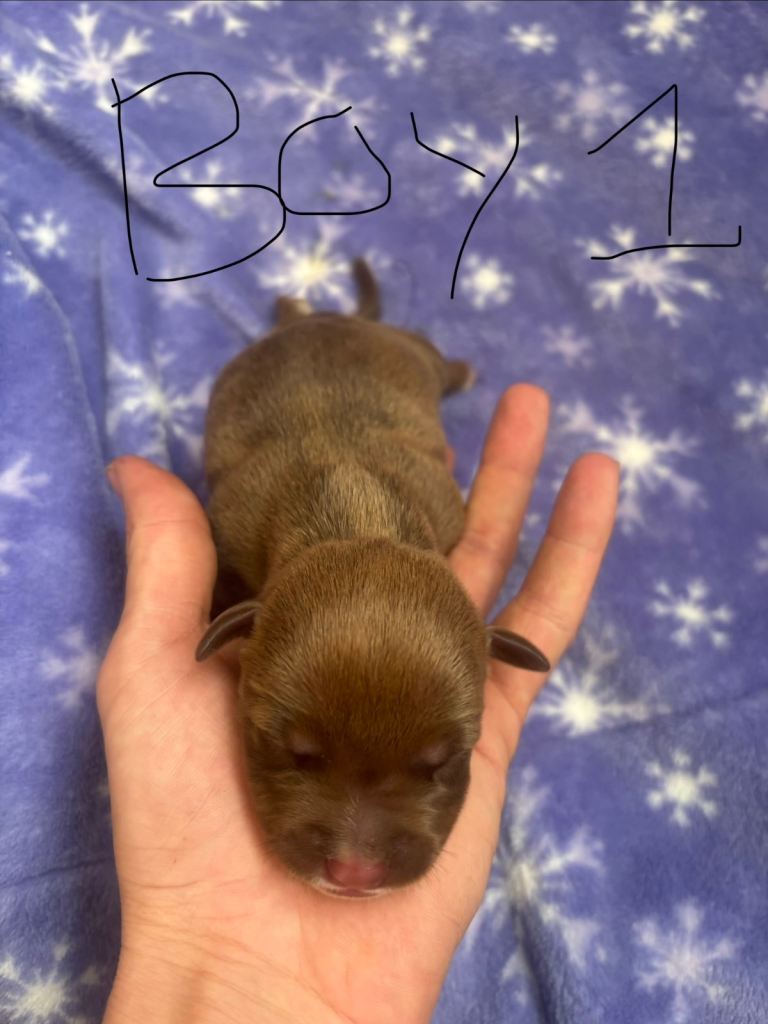 American bully cross puppies 