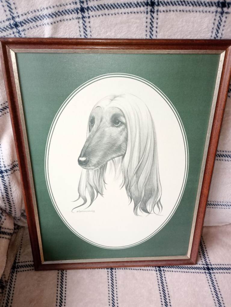 AFGHAN HOUND DOG PICTURE POLLYANNA PICKERING
