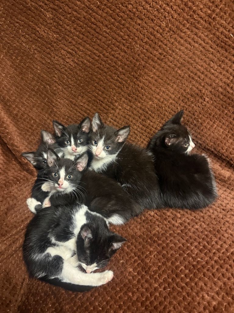 Gorgeous Black and White kittens.