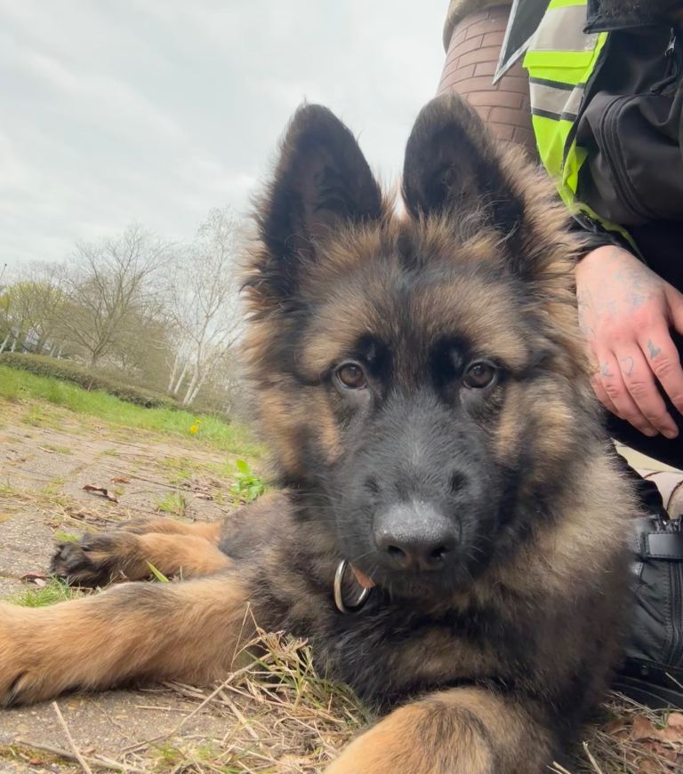 16 weeks German Sheperd puppy 