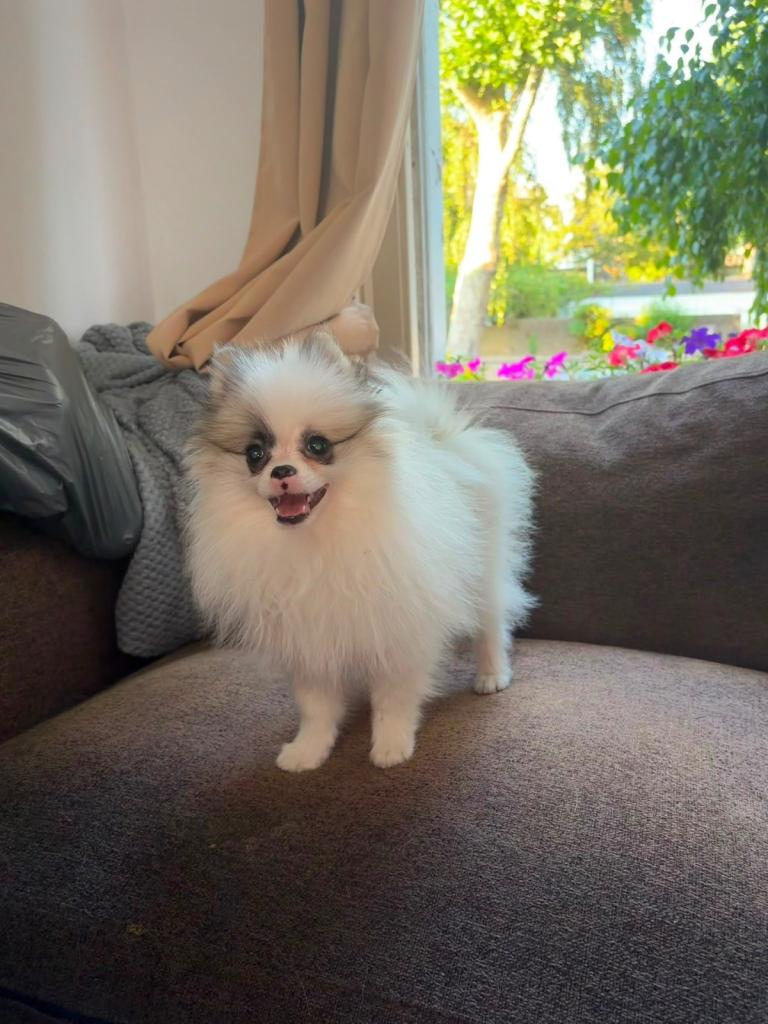 Pomeranian puppy boy- £1000 reduced 