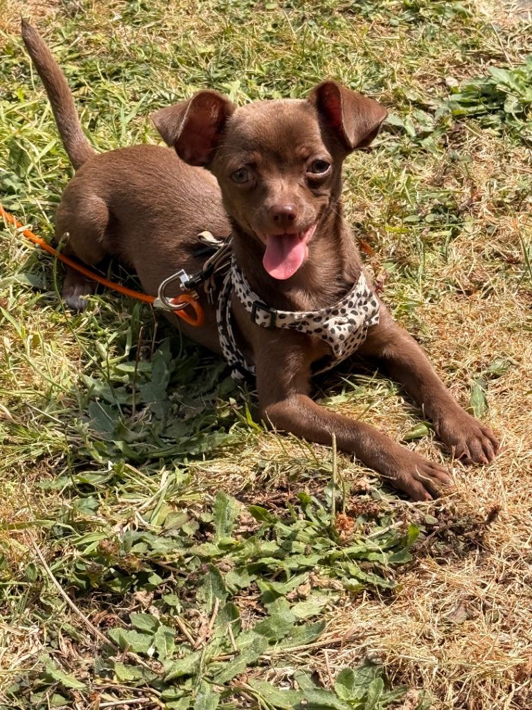 Chihuahua for sale 5months old 