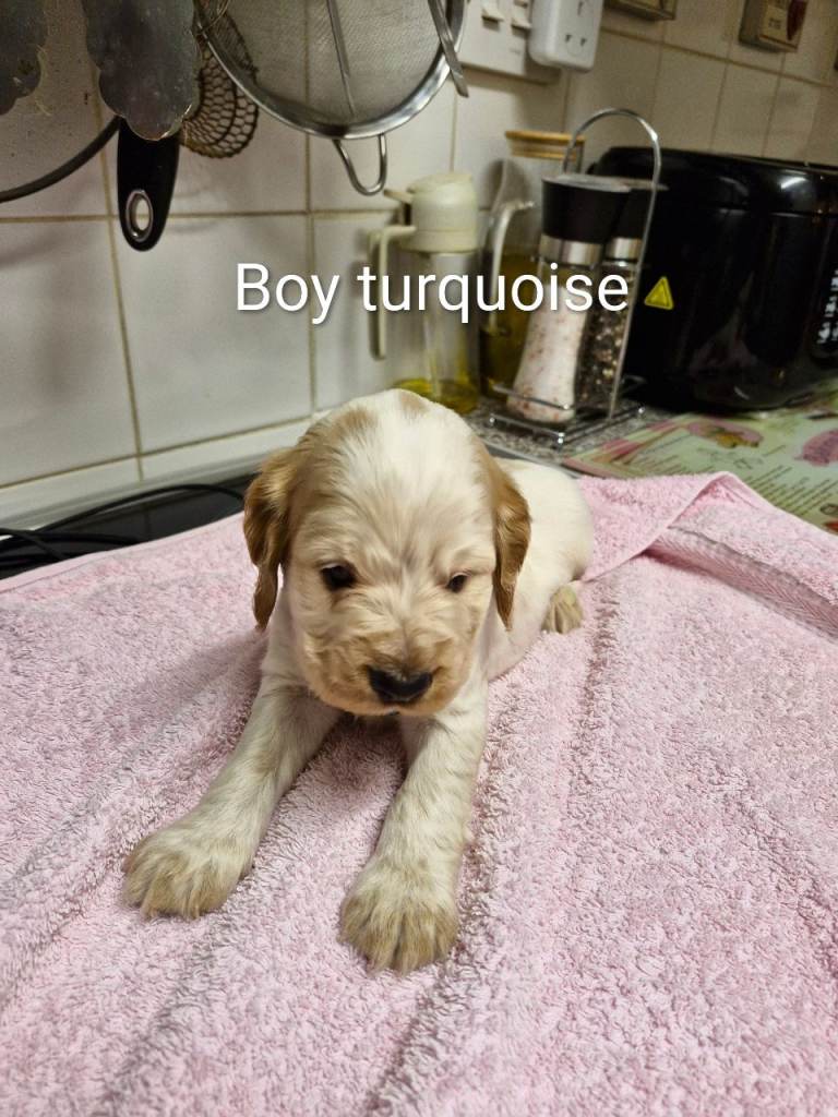 KC registered Orange roan Cocker spaniel puppies. 