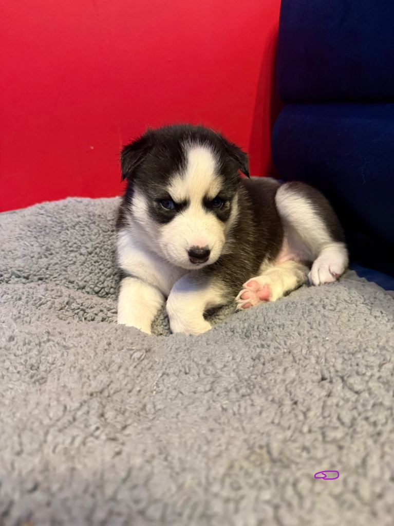 Husky puppy’s 