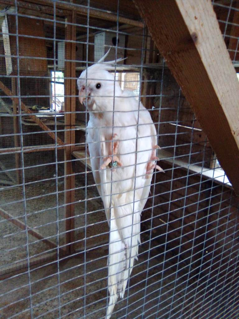 Hand reared whitefaced baby cockatiel