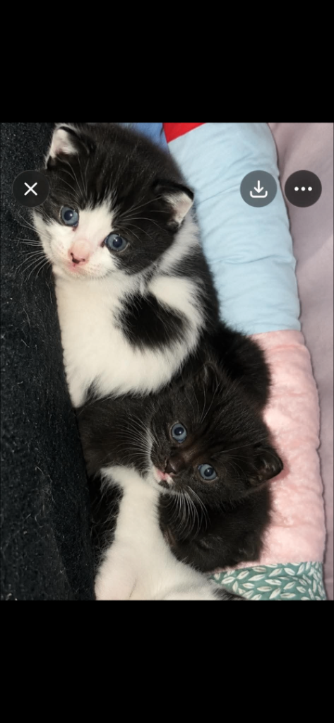 Kittens looking for forever home 