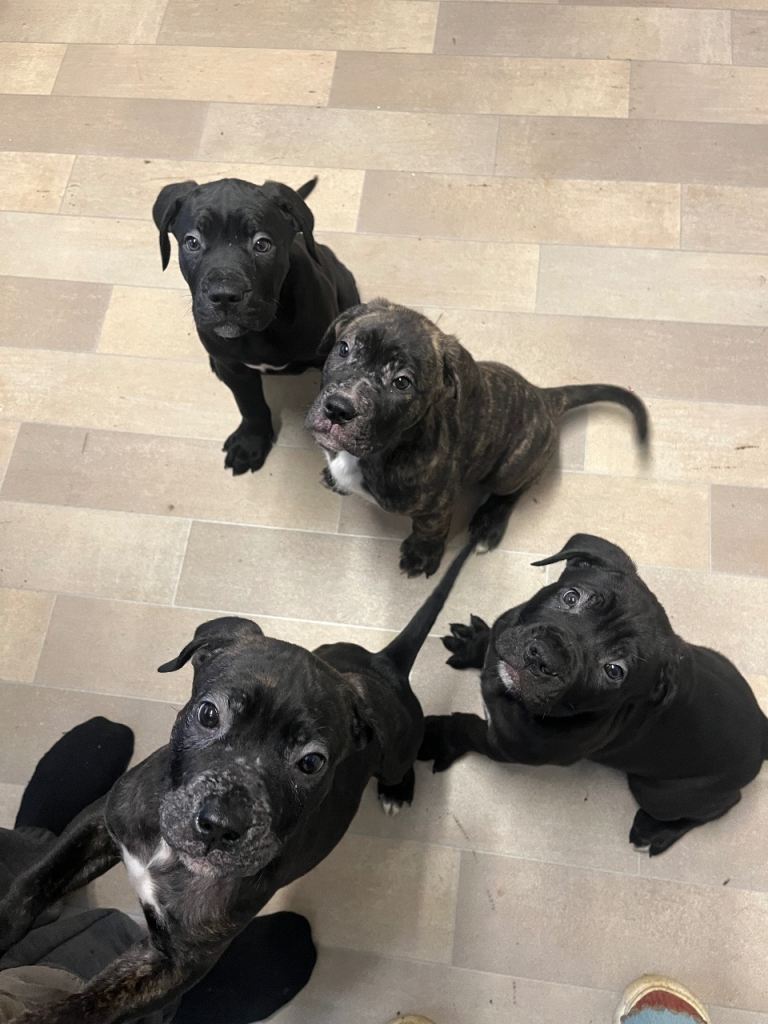 Full Cane Corso Pups 3 x male 1 x female