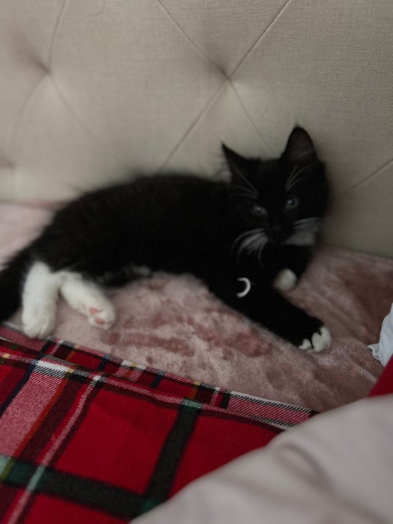 Kitten 