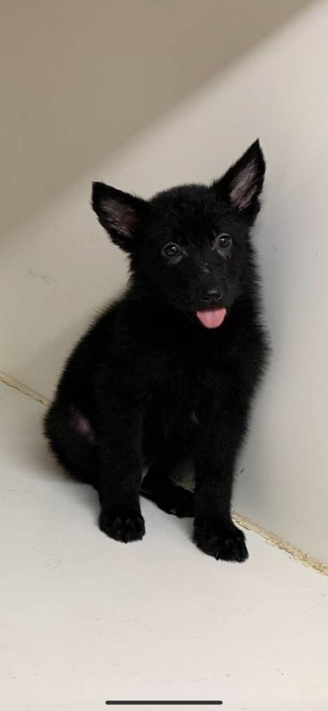 German shepherd puppies