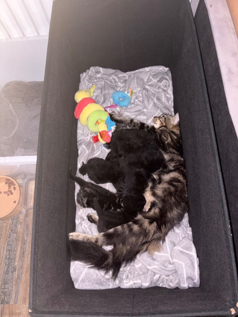 Kitten’s for sale 