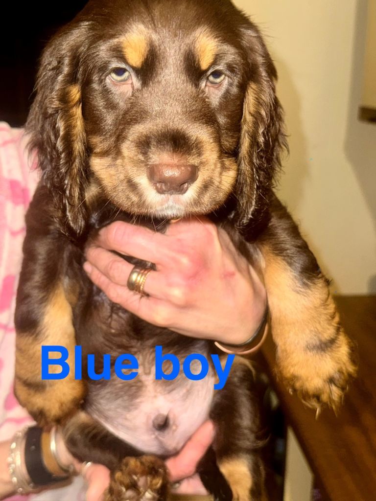 Cocker Spaniel Puppies – Family Raised – Ammanford, Wales